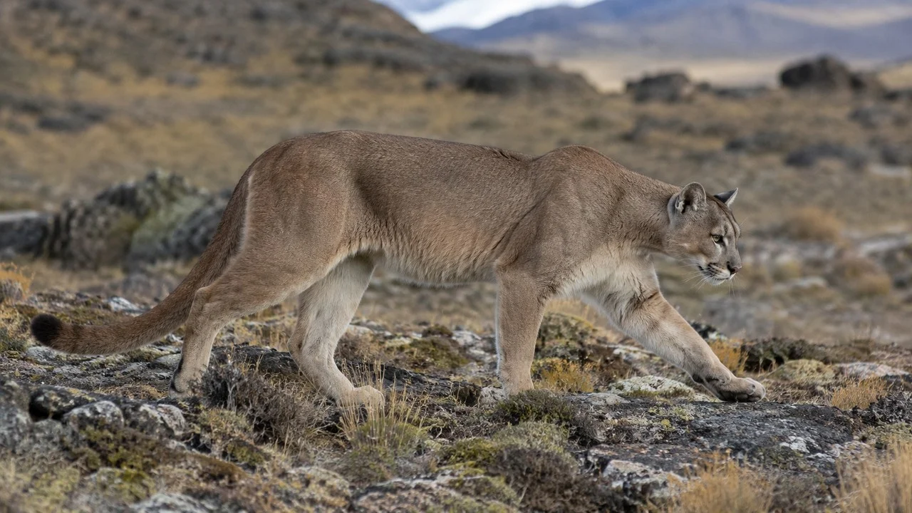 O animal enorme que atravessa a mata quase sem fazer barulho pode estar muito mais perto do que parece Câmeras revelam passagens de onças que visitantes dificilmente conseguem observar.