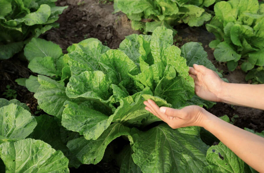 A pousada conta com uma horta orgânica